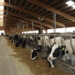 un crescator de vaci din vrancea devine milionar in euro dupa ce a dat statul roman in judecata 6885caff99ba4 1