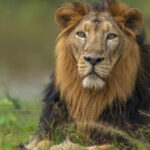 un leu domesticit a atacat o femeie si doi copii pe strada intr un oras din pakistan 6867e8c04213e