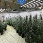 un politist din dambovita cercetat pentru trafic de droguri ce au gasit la el acasa colegii politisti muncea cu nevasta video 6888ea5d5eecd