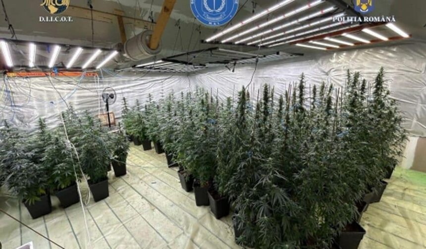 un politist din dambovita cercetat pentru trafic de droguri ce au gasit la el acasa colegii politisti muncea cu nevasta video 6888ea5d5eecd