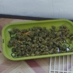 un tanar din barnova a fost condamnat la o pedeapsa cu suspendare cu toate ca asupra lui s a gasit o cantitate de droguri cat la un dealer obisnuit 686f099ee4e0a