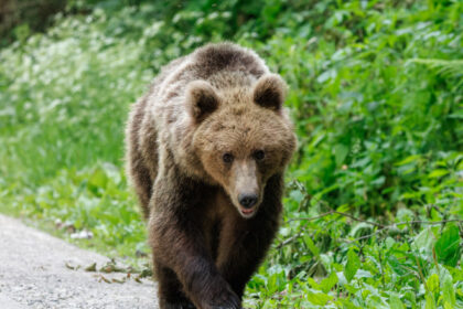 un urs a fost observat in zona cascadei duruitoarea din masivul ceahlau turistii avertizati prin mesaj ro alert 68695b82e0714