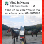 vand un cal care vrea sa ma sune ziarul de iasi a aflat povestea din spatele unei imagini virale e implicat un cont spart politia si un barbat care de fapt nu 6870f578b0f03