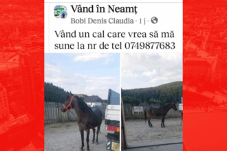 vand un cal care vrea sa ma sune ziarul de iasi a aflat povestea din spatele unei imagini virale e implicat un cont spart politia si un barbat care de fapt nu 6870f578b0f03