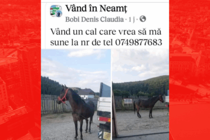 vand un cal care vrea sa ma sune ziarul de iasi a aflat povestea din spatele unei imagini virale e implicat un cont spart politia si un barbat care de fapt nu 6870f578b0f03