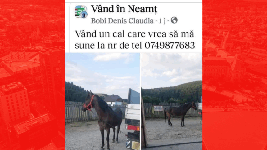 vand un cal care vrea sa ma sune ziarul de iasi a aflat povestea din spatele unei imagini virale e implicat un cont spart politia si un barbat care de fapt nu 6870f578b0f03