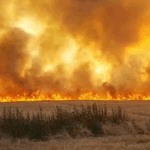 video incendiu puternic de vegetatie in galati flacarile ameninta sa cuprinda si o padure 6866ec0592920