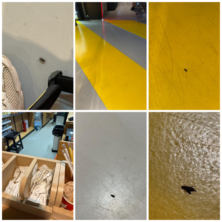 video invazie de gandaci la aeroportul international iasi contract gras de zeci de mii de euro pentru firma care se ocupa de dezinsectie 68860c240ea16