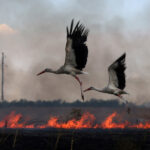 video razboiul prin ochii animalelor inregistrarile care ofera indicii despre cum s a schimbat viata salbatica din ucraina dupa invazia rusa 687c0f1ed01b5