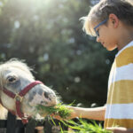 video sunt apatice sau mai nervoase canicula afecteaza si animalele de la zoo de ce tratament special au parte in aceste zile toride 6881b407de0e2