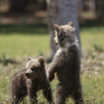 video un barbat din arad a capturat doi pui de urs si i a dus acasa ca animale de companie el a fost retinut de politisti 6877921f9f728