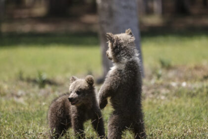 video un barbat din arad a capturat doi pui de urs si i a dus acasa ca animale de companie el a fost retinut de politisti 6877921f9f728
