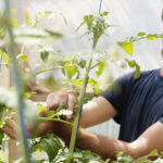 video vacanta la cules de rosii in solariile liceelor agricole ce profit anual ajung sa obtina scolile din vanzarea propriilor legume 687f179357fc5