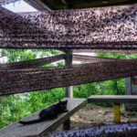 videofoto coreea de sud invadata de lovebugs insectele au acaparat trasee montane si au terorizat turisti localnicii exasperati 686a39b1aebda