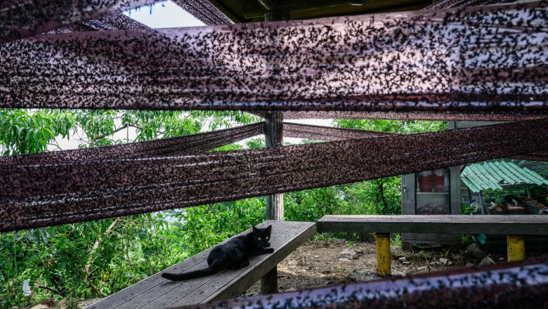 videofoto coreea de sud invadata de lovebugs insectele au acaparat trasee montane si au terorizat turisti localnicii