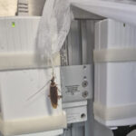 videofoto imagini revoltatoare cu gandaci la centrul de arsi de la floreasca ministerul sanatatii face verificari 68873fb21c900