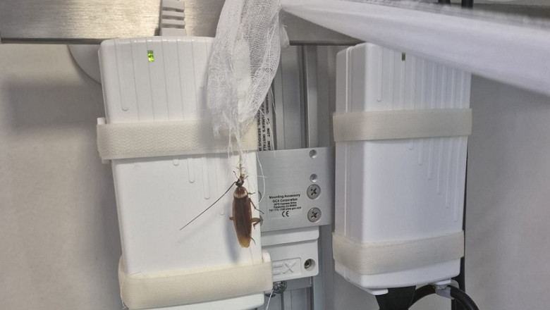 videofoto imagini revoltatoare cu gandaci la centrul de arsi de la floreasca ministerul sanatatii face verificari 68873fb21c900