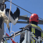 videofoto o barza a fost salvata in giurgiu dupa ce si a prins picioarele intr un cablu de inalta tensiune 687d29359f1d8