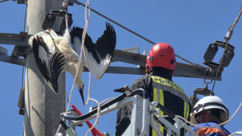 videofoto o barza a fost salvata in giurgiu dupa ce si a prins picioarele intr un cablu de inalta tensiune 687d29359f1d8