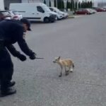 vulpe dezorientata prinsa de jandarmi intr un parc industrial din brasov si readusa in mediul natural video 687a1ec74cc4b