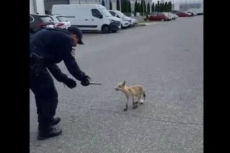 vulpe dezorientata prinsa de jandarmi intr un parc industrial din brasov si readusa in mediul natural video 687a1ec74cc4b