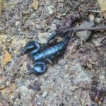 zeci de scorpioni carpatini observati sub roci in comuna buzoiana colti pe fondul temperaturilor ridicate video 686b722227cfb