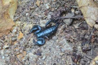 zeci de scorpioni carpatini observati sub roci in comuna buzoiana colti pe fondul temperaturilor ridicate video 686b722227cfb