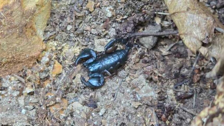 zeci de scorpioni carpatini observati sub roci in comuna buzoiana colti pe fondul temperaturilor ridicate video 686b722227cfb