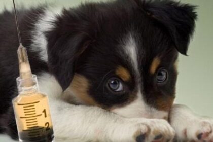 zilnic circa 20 de persoane care ajung la upu iasi au nevoie de vaccinul antirabic 6871a5a3c24c5