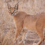 alerta la falticeni dupa ce un iesean a pierdut un ras de stepa felina exotica a scapat din lesa 68a17e2f90141