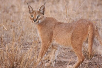 alerta la falticeni dupa ce un iesean a pierdut un ras de stepa felina exotica a scapat din lesa 68a17e2f90141