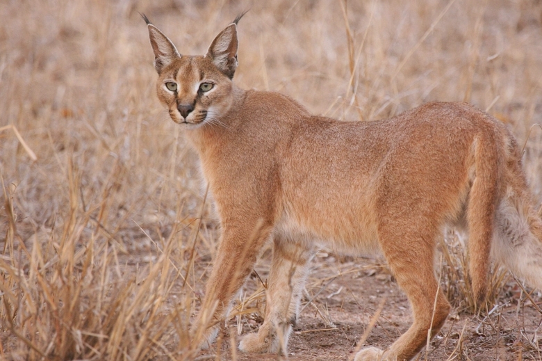 alerta la falticeni dupa ce un iesean a pierdut un ras de stepa felina exotica a scapat din lesa 68a17e2f90141