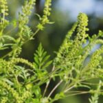 ambrozia face ravagii in arad oamenii au luat cu asalt cabinetele de alergologie 68aec1677b39d