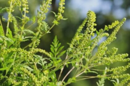 ambrozia face ravagii in arad oamenii au luat cu asalt cabinetele de alergologie 68aec1677b39d