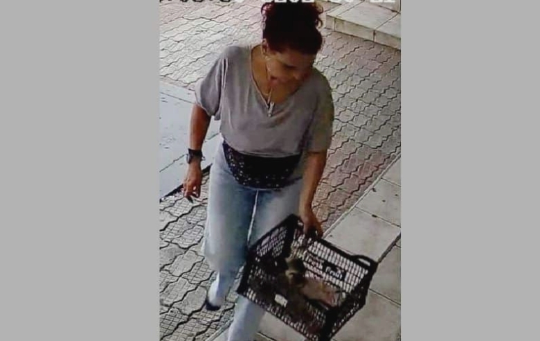 amenda de 3 000 de lei pentru o femeie filmata in timp ce abandoneaza mai multi pui de pisica in gaesti 68a44b2ded228