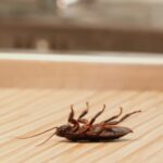 aparatul din bucatarie care atrage gandacii mai mult decat orice altul contrar asteptarilor nu este cuptorul 68b1b799b6ad9