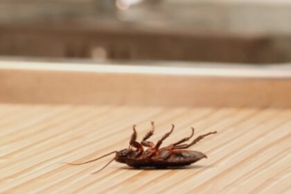 aparatul din bucatarie care atrage gandacii mai mult decat orice altul contrar asteptarilor nu este cuptorul 68b1b799b6ad9