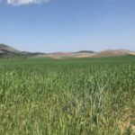 atentie fermieri se apropie termenul limita pentru vizarea carnetelor de renta viagera agricola detalii de la apia iasi 68a672aca3929