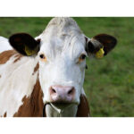 batrana de 86 de ani bagata in spital de o vaca 689a04cb89e72