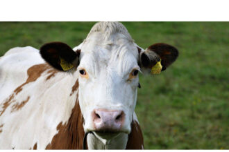 batrana de 86 de ani bagata in spital de o vaca 689a04cb89e72