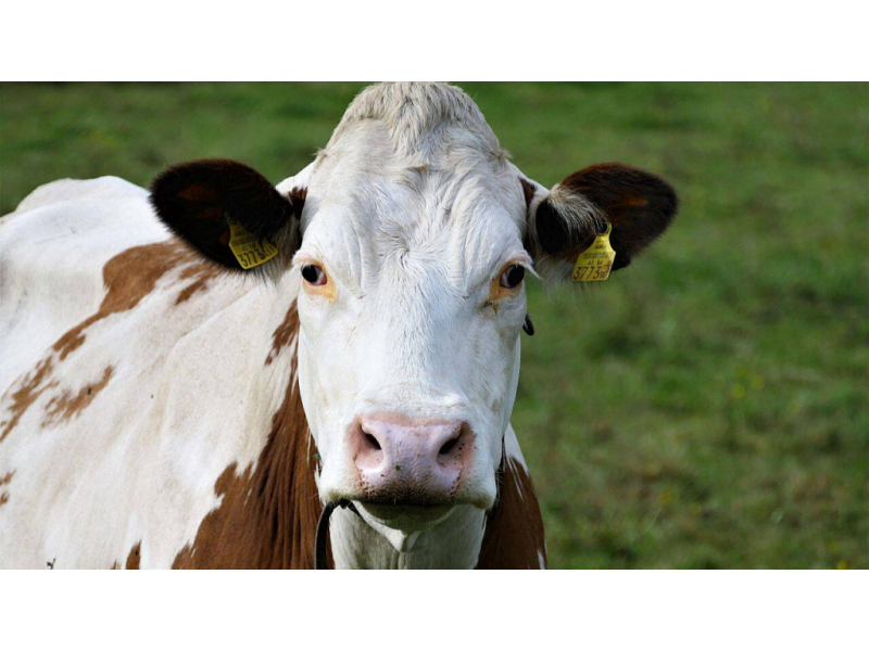 batrana de 86 de ani bagata in spital de o vaca 689a04cb89e72