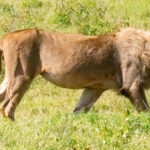 blondie un leu aflat in centrul unui studiu al universitatii oxford a fost ucis de vanatorii de trofee in africa 688f09906a4de