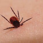 boala lyme mult supradiagnosticata la noi si in restul lumii evolueaza in trei etape in lipsa profilaxiei sau tratamentului corect prof univ dr simin aysel florescu 68a1929e60a3e