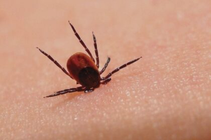 boala lyme mult supradiagnosticata la noi si in restul lumii evolueaza in trei etape in lipsa profilaxiei sau tratamentului corect prof univ dr simin aysel florescu 68a1929e60a3e