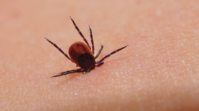 boala lyme mult supradiagnosticata la noi si in restul lumii evolueaza in trei etape in lipsa profilaxiei sau tratamentului corect prof univ dr simin aysel florescu 68a1929e60a3e