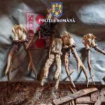 braconieri din orasul borsa retinuti politistii au gasit la perchezitii arme carne de vanat si trofee 6894eca4a6b67