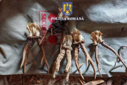 braconieri din orasul borsa retinuti politistii au gasit la perchezitii arme carne de vanat si trofee 6894eca4a6b67