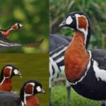 cat costa in romania conservarea unei singure specii de pasari zeci de milioane de euro inghitite de gasca cu gat rosu 68a74ff74e0ee