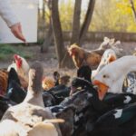 cate animale poti creste in curtea casei fara sa incalci legea reguli ascunse pe care putini le stiu 68a6c54498a70