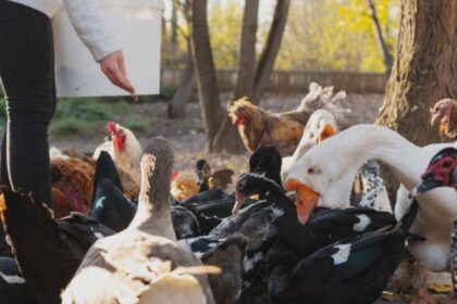 cate animale poti creste in curtea casei fara sa incalci legea reguli ascunse pe care putini le stiu 68a6c54498a70